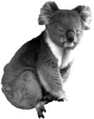koalabaer.jpg